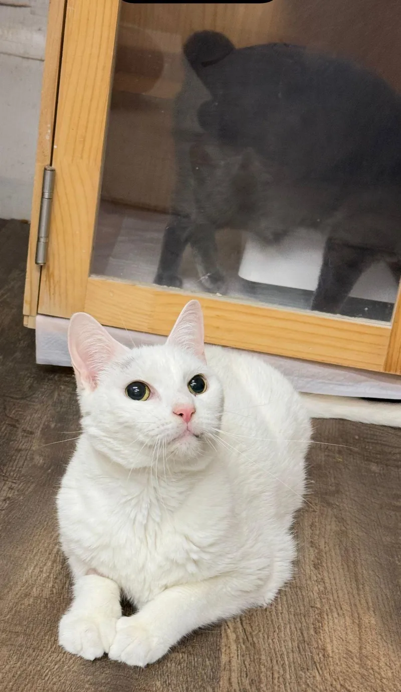 Pollyanna And Bear thumbnail 3