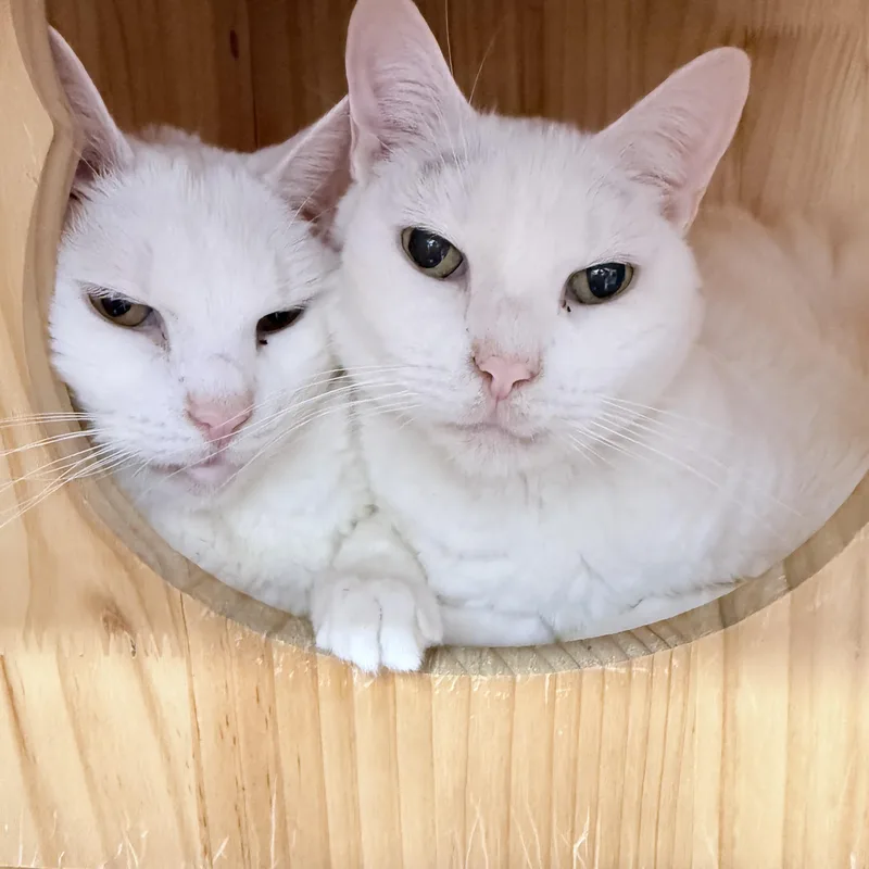 Pollyanna And Bear thumbnail 4