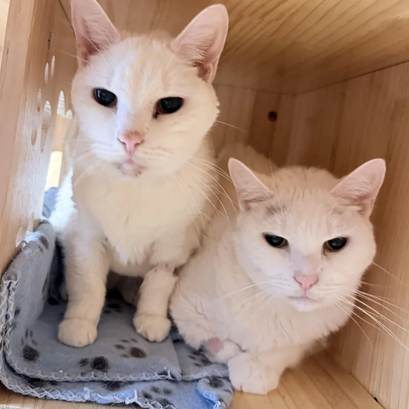 Pollyanna And Bear thumbnail 5