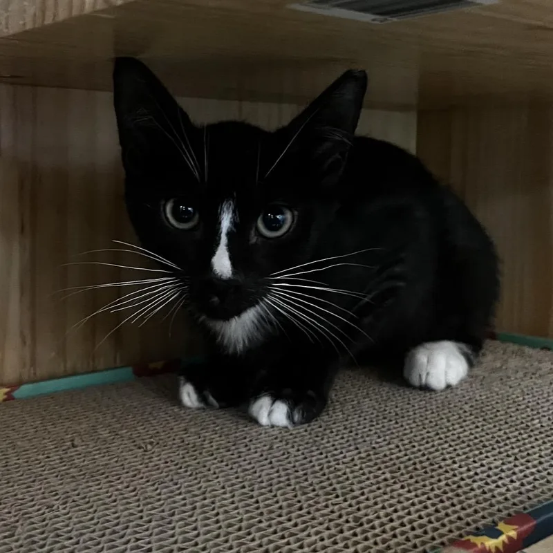 A baby small-sized male Black Domestic Short Hair cat named Count Chocula for adoption in Yucca Valley, CA
