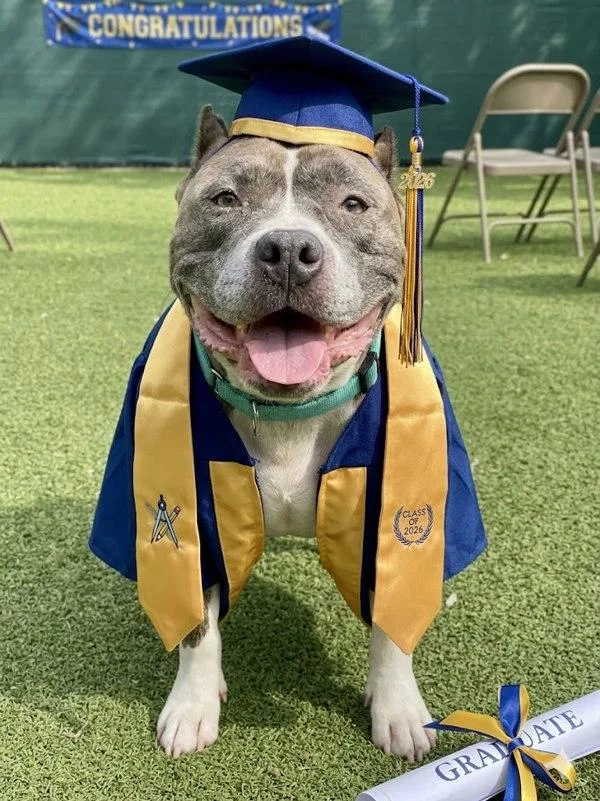 A senior large-sized female Mixed Breed dog named Stormie Rain for adoption in Austin, TX