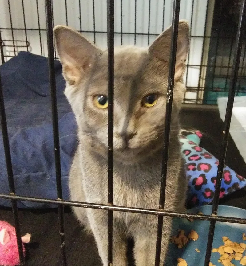 A young medium-sized female Gray / Blue / Silver Domestic Short Hair cat named Meredith for adoption in Port Wentworth, GA