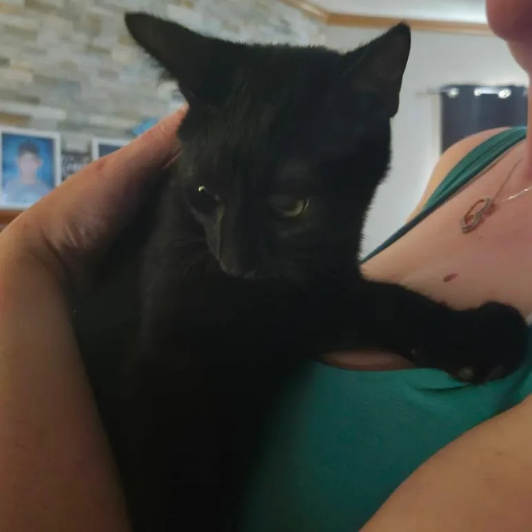A baby small-sized male Black Domestic Short Hair cat named Casper for adoption in Traverse City, MI