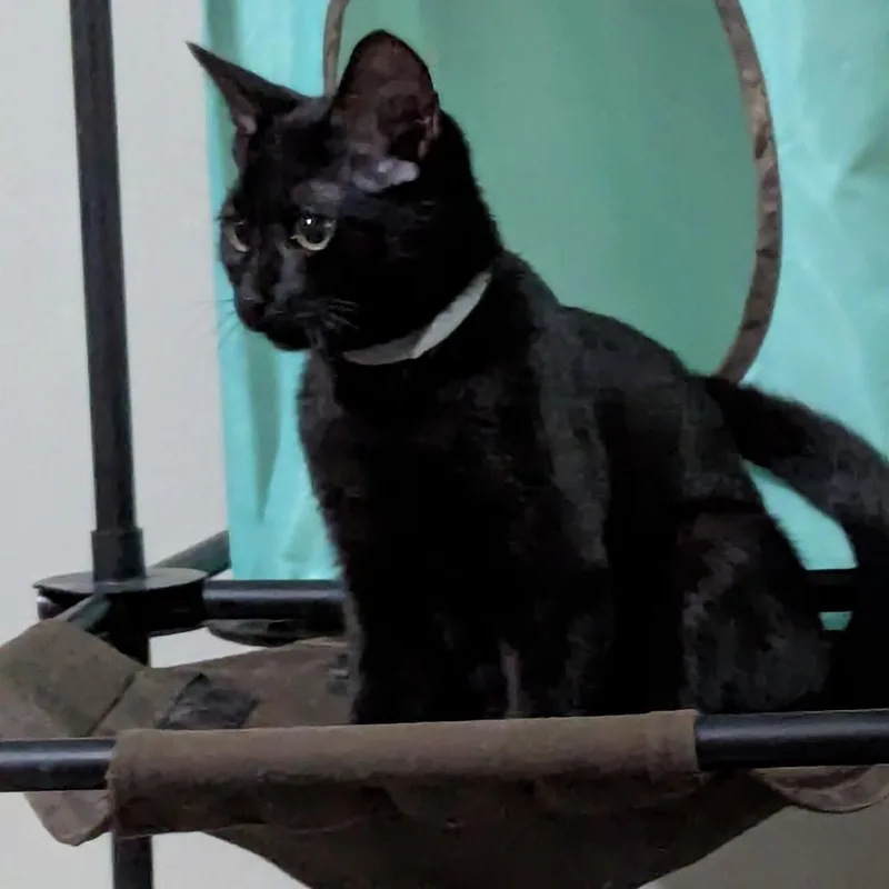 Casper thumbnail 2