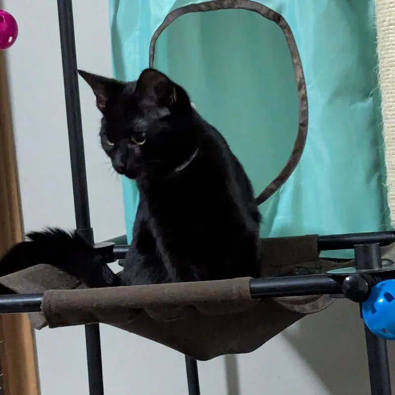 Casper thumbnail 4