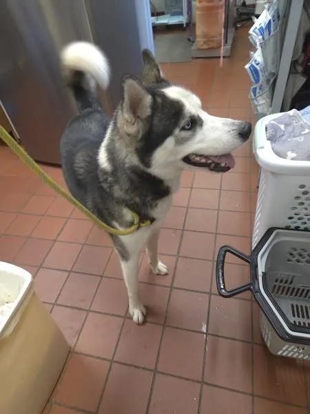 A young medium-sized male Siberian Husky dog named Creep for adoption in Salisbury, MD