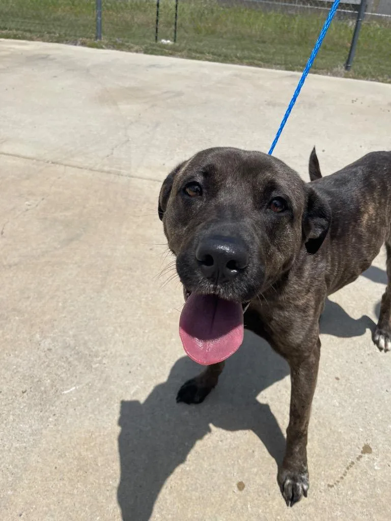 A young medium-sized female Pit Bull Terrier dog named Brindy for adoption in Belton, TX
