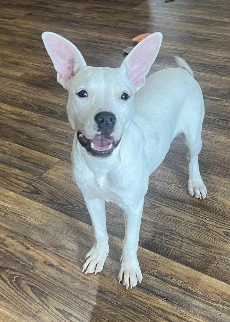 A young medium-sized female White / Cream American Staffordshire Terrier dog named Lulu for adoption in Medfield, MA