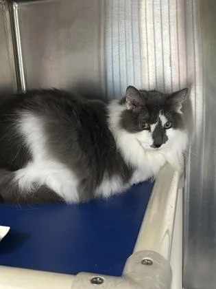 A senior large-sized female Gray / Blue / Silver Domestic Long Hair cat named BeeBee for adoption in Georgetown, SC