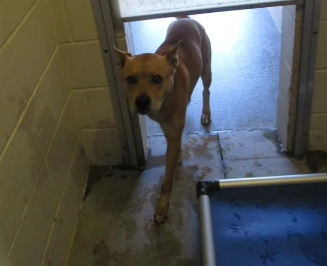 A young large-sized male Pit Bull Terrier dog named Lorax for adoption in Ocala, FL