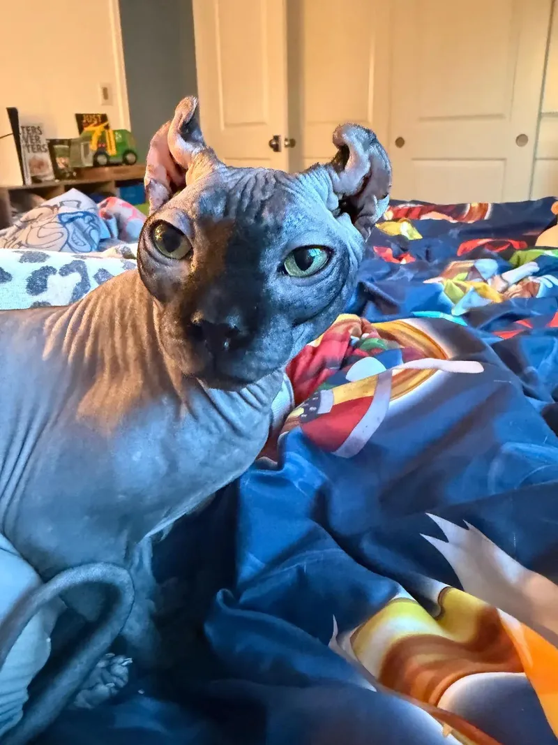A young medium-sized female Sphynx / Hairless Cat cat named Rue for adoption in Los Angeles, CA