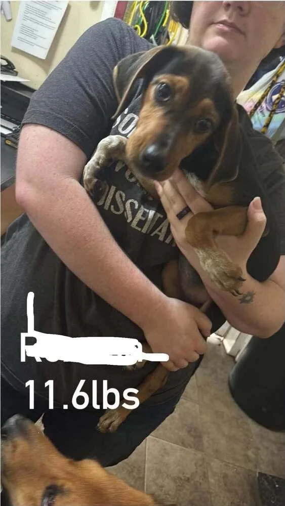 A baby medium-sized female Brown / Chocolate Beagle dog named Floyd Rs : Rhapsody for adoption in Aurora, IN