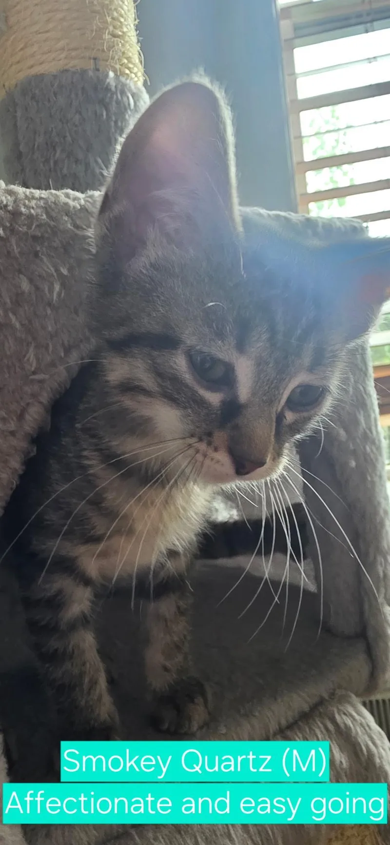 A baby medium-sized male Tabby (Brown / Chocolate) Domestic Short Hair cat named Smokey Quartz for adoption in Mokena, IL