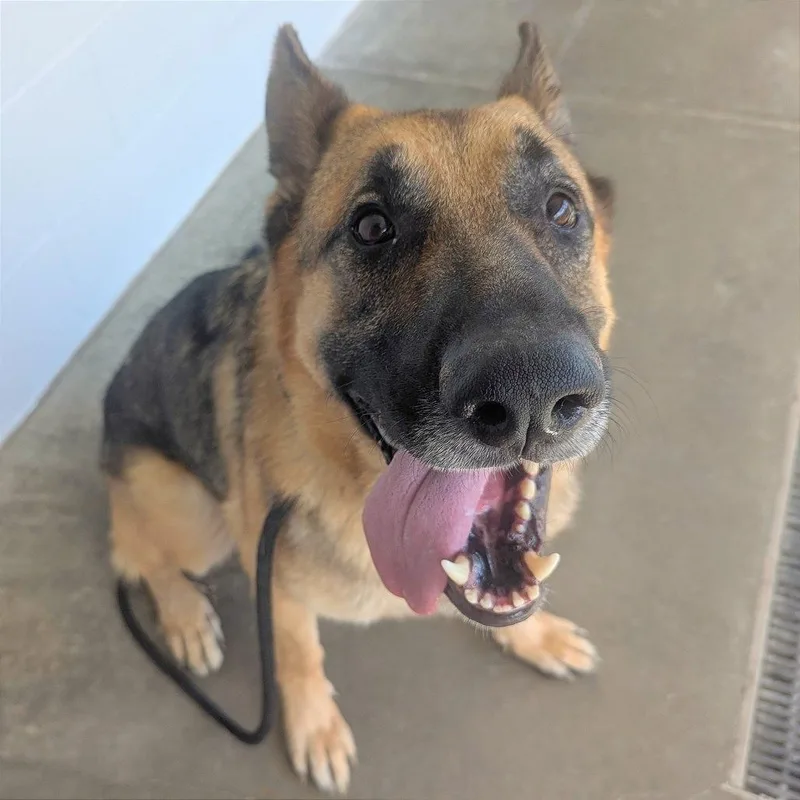 An adult large-sized male German Shepherd Dog dog named Zeus for adoption in Evansville, IN