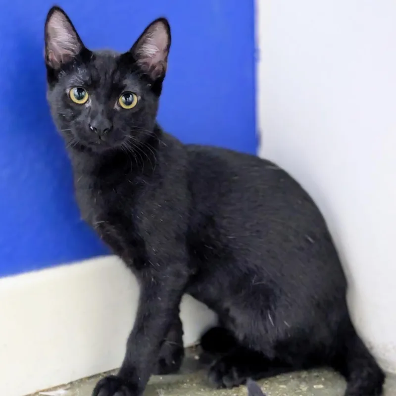 A baby small-sized female Black Domestic Short Hair cat named Savannah for adoption in Los Angeles, CA