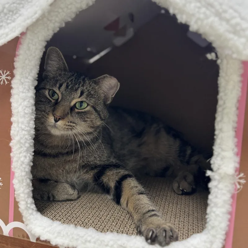An adult medium-sized male Brown / Chocolate Domestic Short Hair cat named Oscar for adoption in Deerfield, IL