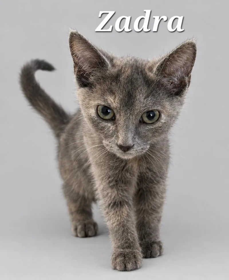 A baby medium-sized female Dilute Tortoiseshell cat named Zadra for adoption in Cranberry Township, PA
