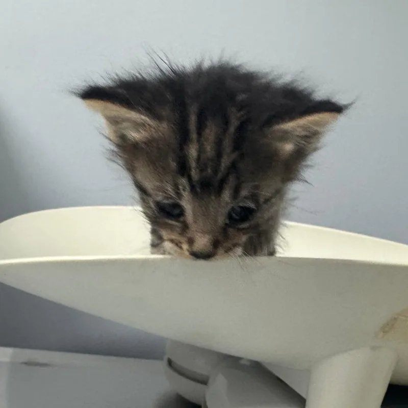 A baby small-sized female Brown / Chocolate Domestic Short Hair cat named Elm for adoption in Columbus, GA