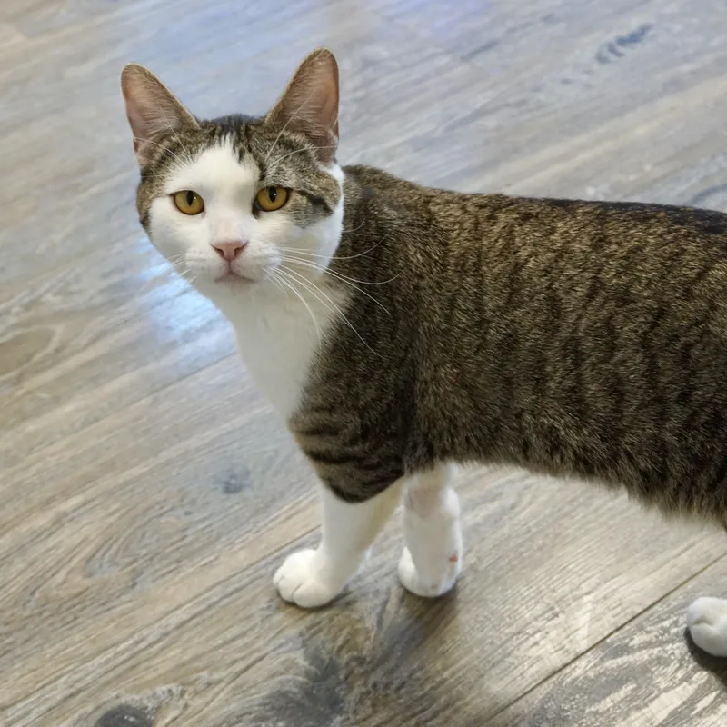 An adult medium-sized male Domestic Short Hair cat named Liebchen for adoption in Fountain Hills, AZ