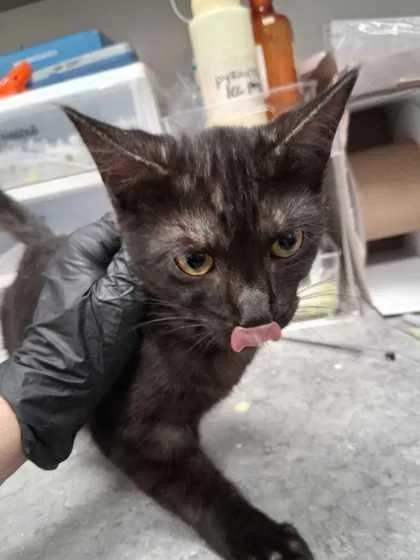 A baby small-sized female Domestic Short Hair cat named Catastrophic for adoption in Sevierville, TN