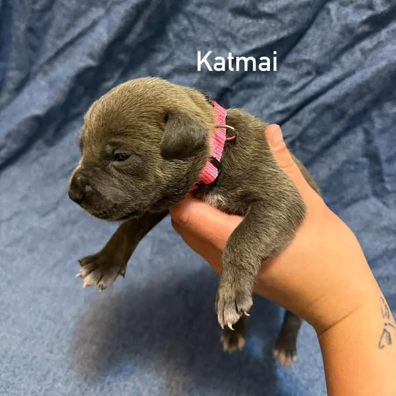 Katmai