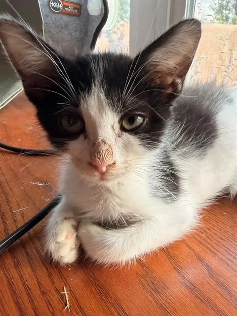 A baby small-sized male Domestic Short Hair cat named Tyler for adoption in Albuquerque, NM
