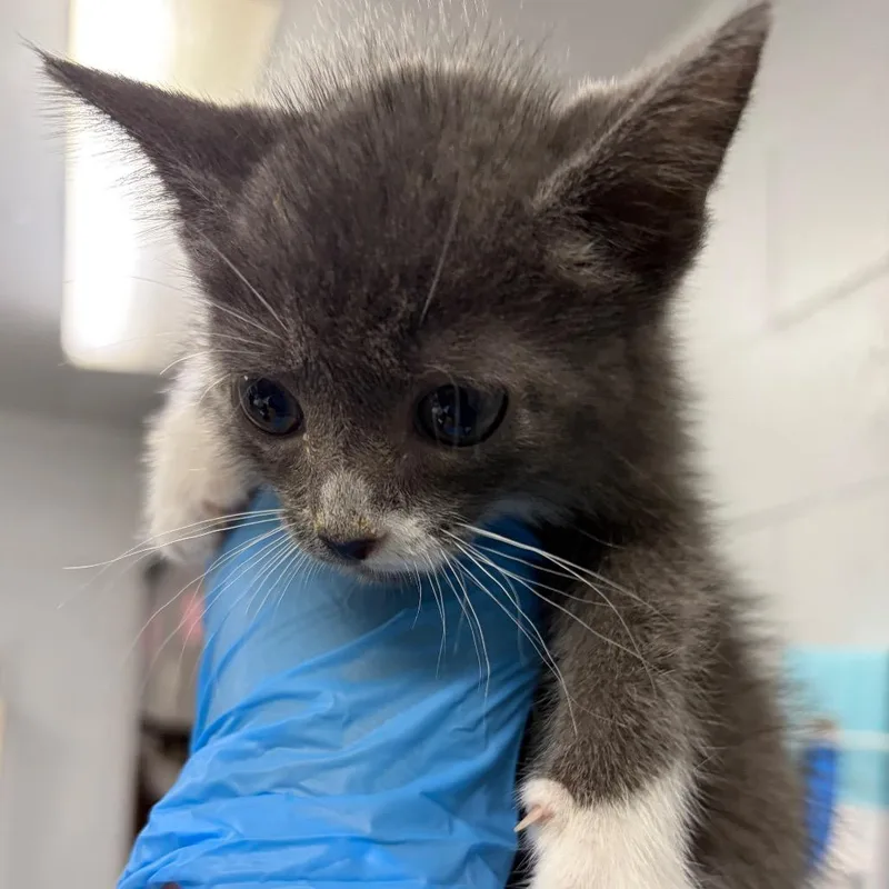 A baby small-sized male Black Domestic Short Hair cat named Myer for adoption in Summerville, SC