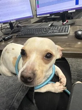 An adult small-sized female Mixed Breed dog named Matilda for adoption in West Chester, PA