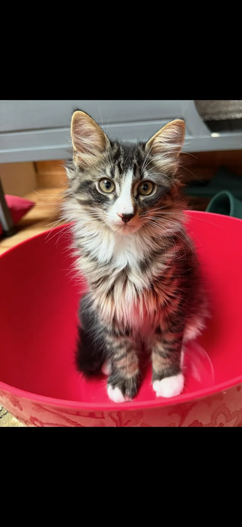A baby small-sized male Domestic Long Hair cat named Archie for adoption in Syosset, NY