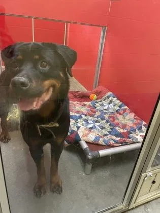 An adult large-sized female Rottweiler dog named Dolly for adoption in Independence, MO