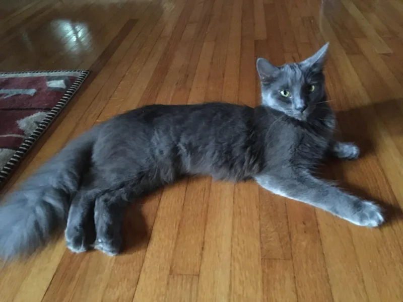 A baby medium-sized female Gray / Blue / Silver Domestic Long Hair cat named Boo for adoption in Tulsa, OK