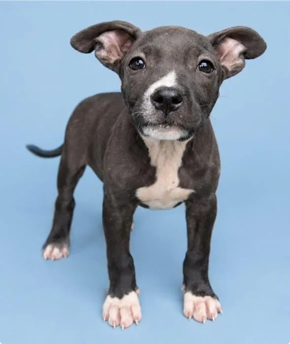 A baby medium-sized female Black Pit Bull Terrier dog named Puddle Jumper for adoption in Watertown, CT