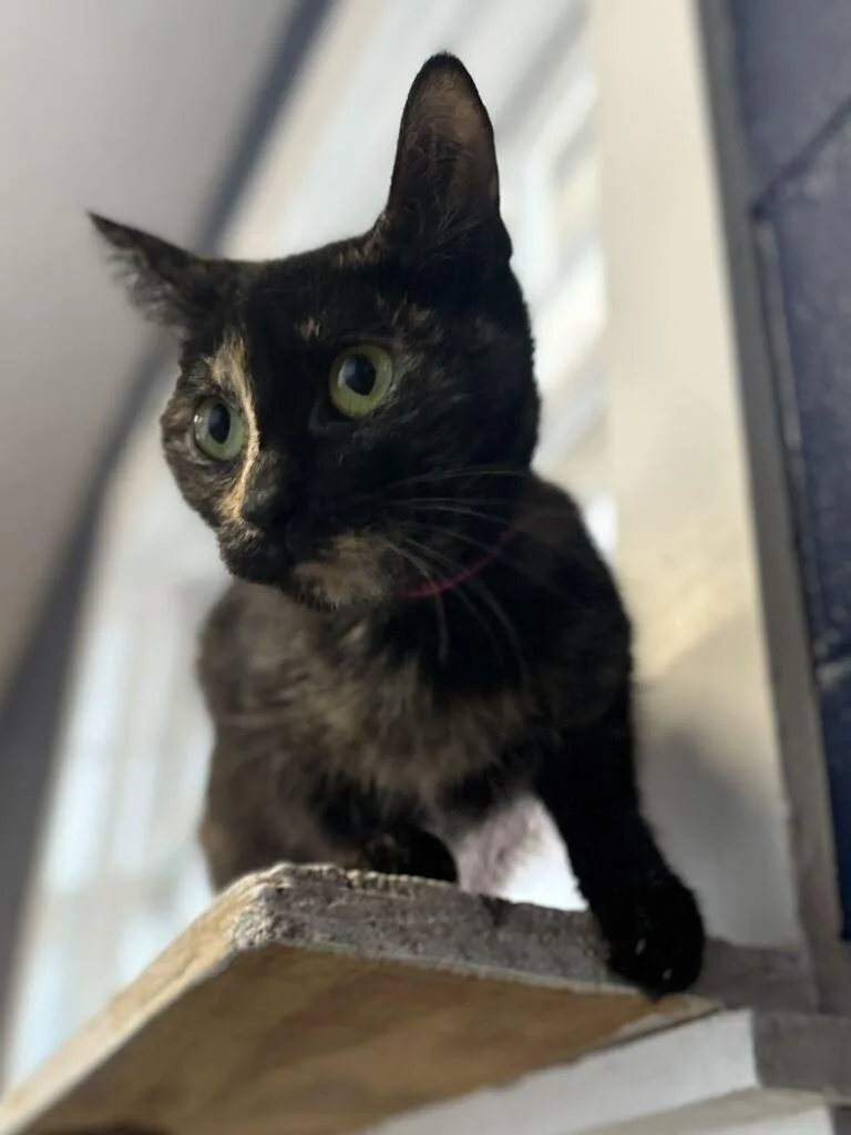 A young medium-sized female Domestic Short Hair cat named Chloe for adoption in Athens, AL