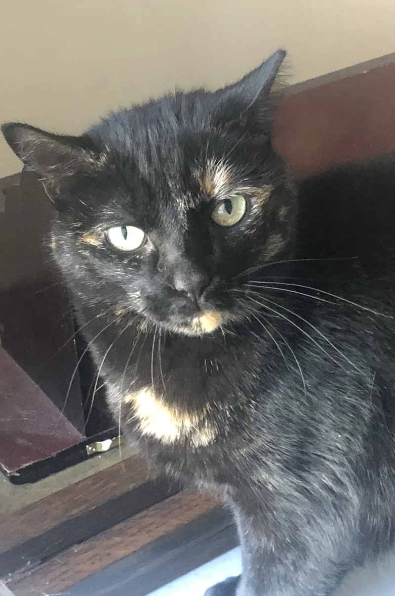 Midnight thumbnail 2