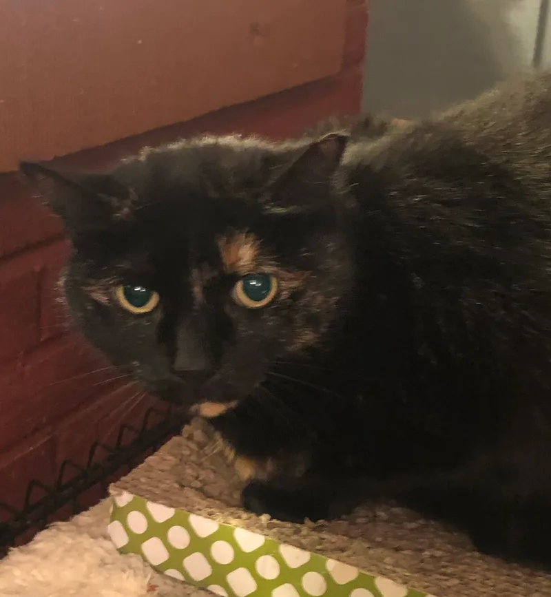 Midnight thumbnail 4