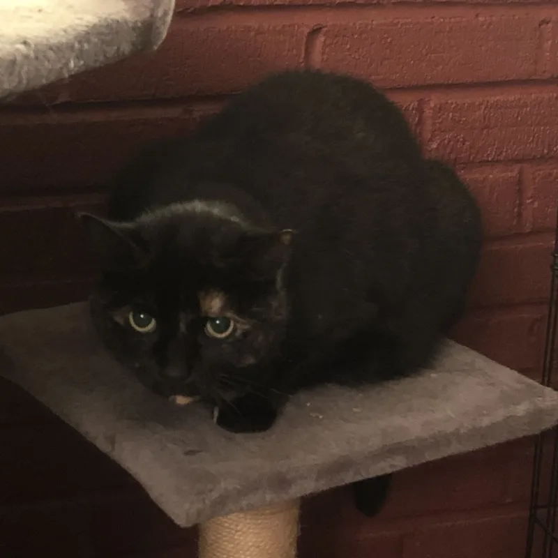 Midnight thumbnail 5