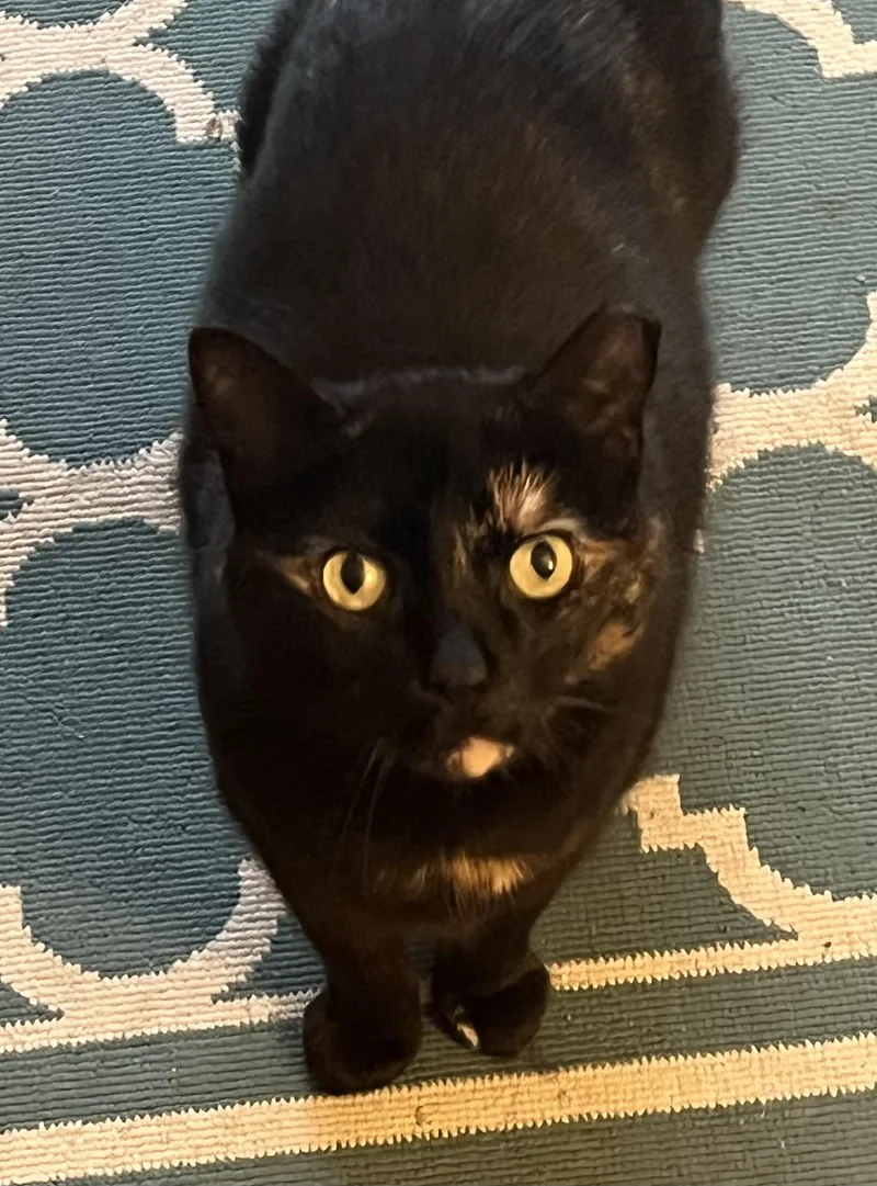 Midnight thumbnail 6