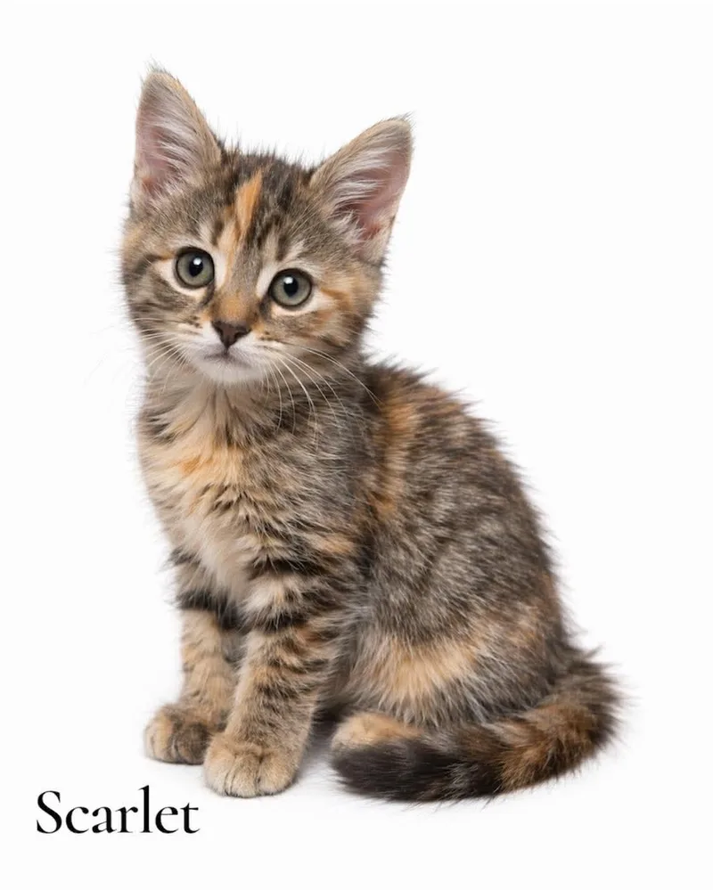 A baby medium-sized female Tortoiseshell Domestic Long Hair cat named Scarlet for adoption in Stevensville, MI
