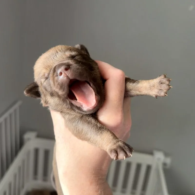 Mole thumbnail 3