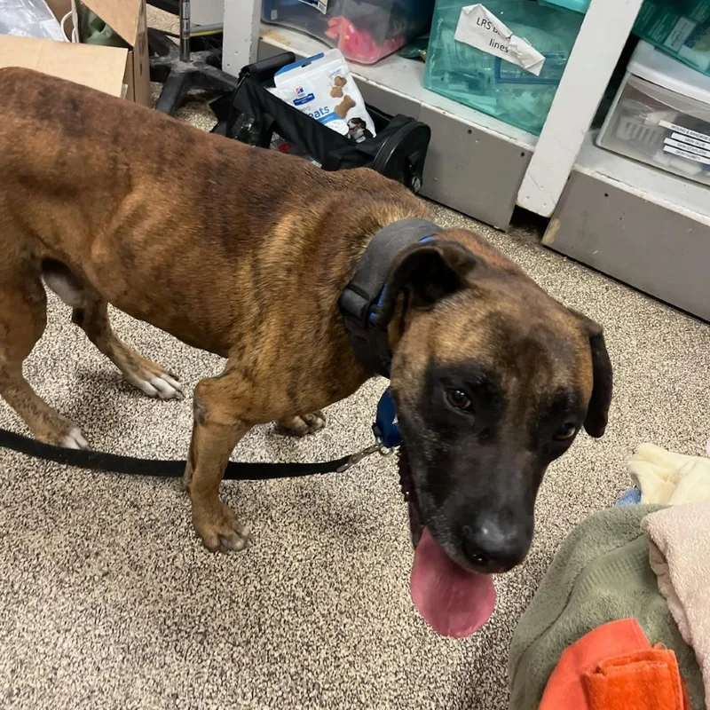 An adult large-sized male Brindle Mixed Breed dog named Captain Jack Sparrow for adoption in Houston, TX