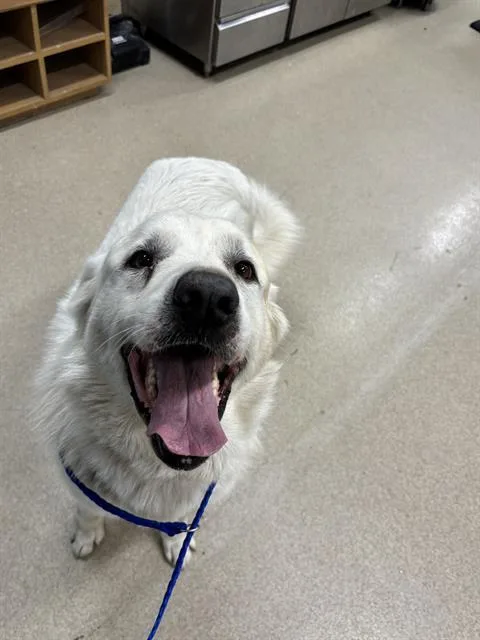 An adult large-sized male Great Pyrenees dog named Pepper for adoption in Grand Prairie, TX