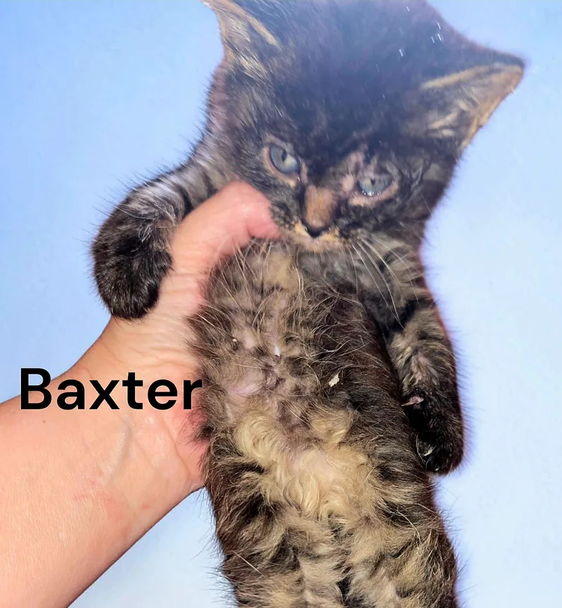 A baby medium-sized male Tabby cat named Baxter for adoption in Weems, VA