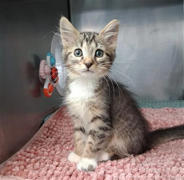 A baby small-sized female Domestic Short Hair cat named Sand Dollar for adoption in Fort Walton Beach, FL