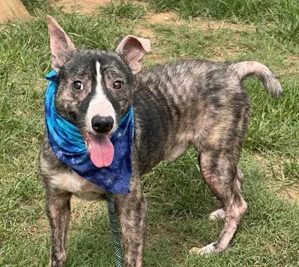 An adult medium-sized male Cattle Dog dog named Stevie $ for adoption in Seneca, SC