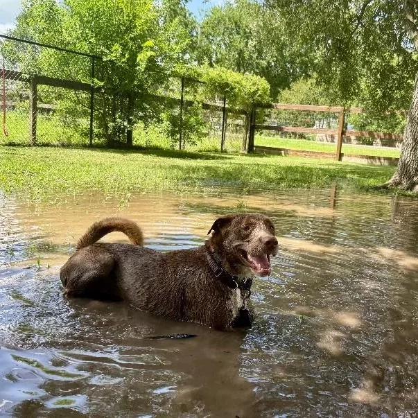 Silly Samson Splashes In thumbnail 3