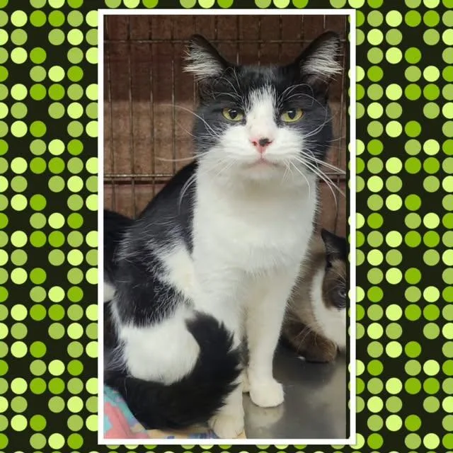 An adult small-sized male Black & White / Tuxedo Domestic Short Hair cat named Tiger for adoption in Buckhannon, WV