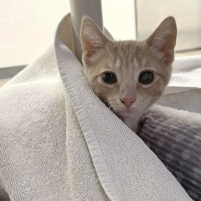 A baby small-sized male Buff / Tan / Fawn Domestic Short Hair cat named Maui for adoption in York, PA