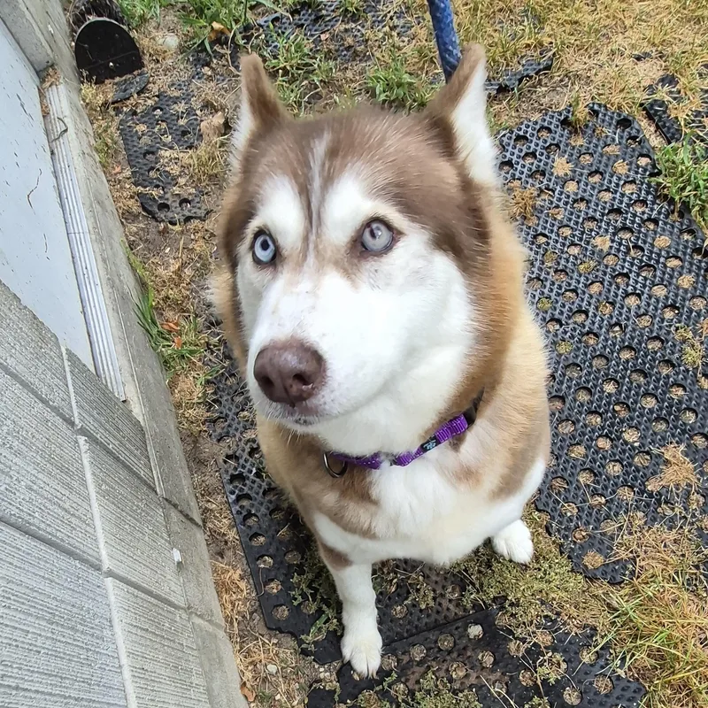 An adult medium-sized female Red / Chestnut / Orange Husky dog named Ethel for adoption in Mount Pleasant, MI