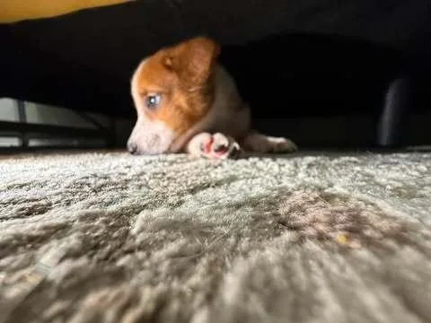 Nevada Pups: Coco