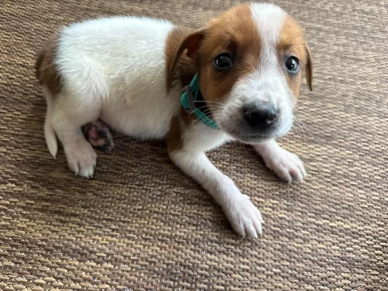 Nevada Pups: Coco thumbnail 2